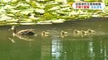 国の名勝「旧島津氏玉里邸庭園」でカルガモが子育て真っ最中 鹿児島|TBS NEWS DIG