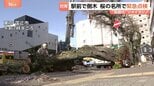 東京都内駅前で桜の倒木(国立市) 全国でソメイヨシノの“高齢化”進む 桜の名所で緊急点検 東京だけでなく福岡・舞鶴公園でも|TBS NEWS DIG