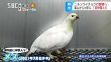 絶滅危惧種「二ホンライチョウ」がやって来た…「二世」誕生に期待！富山生まれの2歳のメス1羽、春からのペアリングで繁殖目指す「次世代を生み出してくれれば…」　|　SBC NEWS | 長野のニュース | SBC信越放送