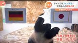 サッカーW杯まとめ　ドイツ戦、日本の歴史的勝利をパンダが“予言”？全国各地＆選手の家族らから歓喜の声【随時更新】|TBS NEWS DIG