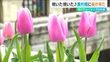 「2万5000本が鮮やかに」万代橋チューリップフェスティバル開幕|TBS NEWS DIG