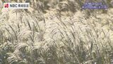 ススキの穂が黄金色に輝く 平戸市 川内峠の秋を空から【ながさきばーどアイ】 | 長崎のニュース | 天気 | NBC長崎放送