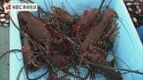 「味は最高」イセエビ今シーズン初水揚げ 中には1キロ近い大物も【長崎・五島市】 | 長崎のニュース | 天気 | NBC長崎放送