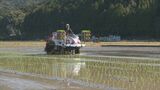 お盆の前に収穫する早場米の田植えが、早くも始まる　三重・紀宝町|TBS NEWS DIG