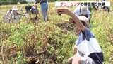来年春のお楽しみ…チューリップの球根掘り体験　「チューリップまつり」から1か月「周囲に分けて喜んでもらいたい」　兵庫・豊岡市但東町|TBS NEWS DIG