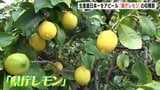 「すっぱい」“県庁レモン”の収穫祭　園児たちも収穫体験　生産量日本一の広島県産レモンをアピール　|　RCC NEWS | 広島ニュース | RCC中国放送