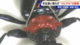 不気味な“赤い首” 艶のある体 「クビアカツヤカミキリ」 樹木の内部を食い荒らす 名古屋では過去最悪ペースで被害拡大 | 名古屋・愛知・岐阜・三重のニュース【CBC news】 | CBC web