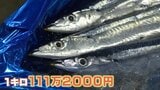 北海道のサンマ初競りで過去最高値の1キロ111万円で落札　スーパーでは1匹20万円「どなたが買うのか…」|TBS NEWS DIG