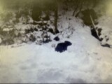 茶の間に居座っていたクマ捕獲 吹き矢で麻酔打ち眠らせる 福島・喜多方市 | 福島のニュース│TUF