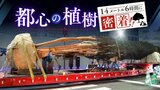 「その存在感に一目惚れ」14メートルのケヤキ 50人が6時間かけて話題のワンビルに植樹 | 福岡のニュース|RKB NEWS|RKB毎日放送