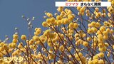 山の斜面に群生「ミツマタ」がまもなく満開 大分・由布市 | 大分のニュース|OBS NEWS|大分放送