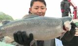 5キロ超の大物も!「にいはまサーモン」丸々と 2年目の出荷スタート | 愛媛のニュース - Nスタえひめ|あいテレビは6チャンネル