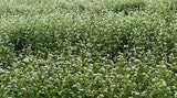 本州一の極寒の地、盛岡市薮川はそばの名所 白くかわいらしいそばの花が見ごろ迎える|TBS NEWS DIG