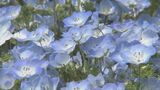 70万本のネモフィラが見頃 風に揺れるパステルブルーの花が一面に広がる 大分・杵築市 | 大分のニュース|OBS NEWS|大分放送