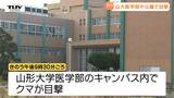 山形大学医学部のキャンパス内に2頭のクマ...12月に入ってもクマの出没なくならず(山形) | 山形のニュース│TUYテレビユー山形