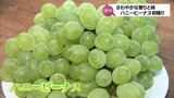 さわやかな香りと味　種なしブドウ「ハニービーナス」　最高値は1箱2キロ入り1万円　|　MRTニュース ｜ ＭＲＴ宮崎放送