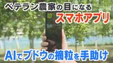 “ベテラン農家の目になれる”スマホアプリ AIで難しいブドウの摘粒を「見える化」 農家の負担軽減に向け実用化へ|TBS NEWS DIG