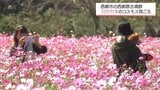 300万本のコスモスがほぼ満開に　西都市・西都原古墳群で見ごろ迎える|TBS NEWS DIG