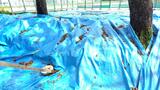 城山公園の土壌から基準値超える鉛 汚染範囲を確認次第、撤去へ 検出か所は旧四国がんセンターの跡地 | 愛媛のニュース - Nスタえひめ|あいテレビは6チャンネル