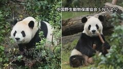 【速報】パンダ2頭が米・アトランタに到着　中国国営の新華社通信が報じる| TBS CROSS DIG with Bloomberg