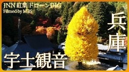 宇土観音の大銀杏【JNN 紅葉ドローンDIG】|TBS NEWS DIG