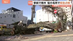 東京都内駅前で桜の倒木（国立市） 全国でソメイヨシノの“高齢化”進む　桜の名所で緊急点検 東京だけでなく福岡・舞鶴公園でも|TBS NEWS DIG