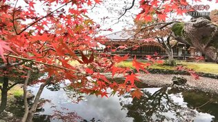 県内最古の庭園【山口の紅葉2022】　|　山口のニュース・天気・防災｜tys NEWS｜ｔｙｓテレビ山口