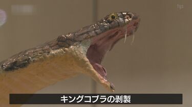 明日取り消し テン コブラ 剥製 明日取り消し テン コブラ 剥製 2026年最新】剥製 コブラの人気