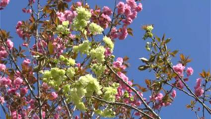 御衣黄桜 淡い緑色からピンクに衣替え 鹿児島南北600キロ | TBS
