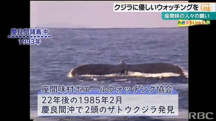 クジラ遭遇率90％超の秘密と『探鯨員』の深～い役割 | TBS NEWS DIG (3