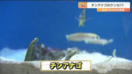 ゆらゆら「チンアナゴ」のゆるゆる“けんか”を撮影成功 けんかになった