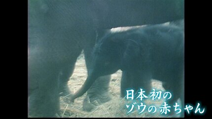 ゾウ16頭が街中を大行進？52年前に開催の「大阪万博」ゾウが