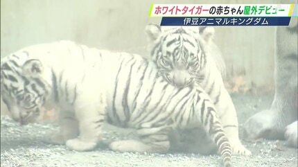 ホワイトタイガーの赤ちゃん