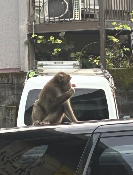 サルが車の上に」鹿児島市の住宅街で目撃情報あいつぐ 注意点は