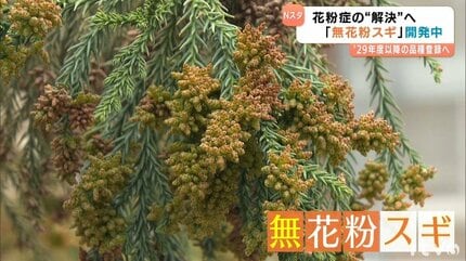 2025年の猛暑で雄花が育った｣スギ花粉ピークで悲鳴… 辛い症状を根本