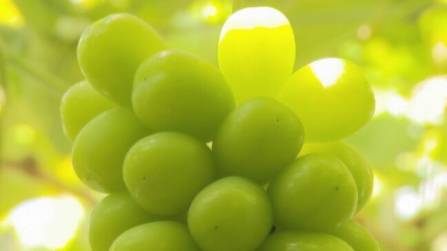 「実態が異なる」【ふるさと納税の返礼品問題】長野市や上田市など新たに６市町村「近隣の自治体で生産された農産物が混在していた可能性」|TBS NEWS DIG