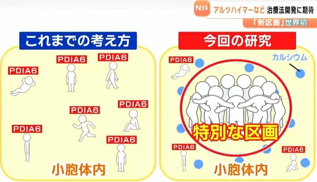 糖尿病やアルツハイマーなどの治療法開発に光 東北大学などの研究チームの大発見「細胞の小胞体」に「特別な区画」見つける|TBS NEWS DIG