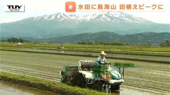 「こんなに暑いのは例年なかった」庄内で田植え最盛期　苗の育ちは順調！ この時期ならではの「逆さ鳥海」の景色も（山形・酒田市）|TBS NEWS DIG