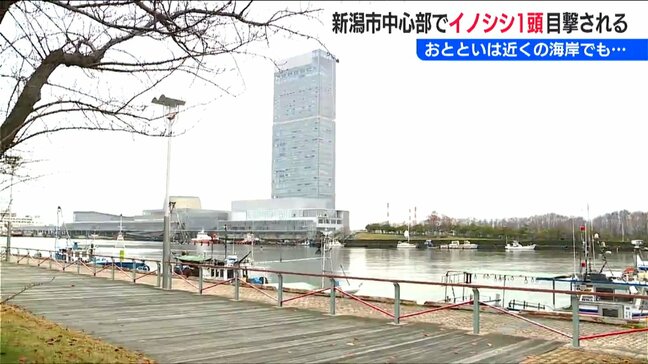 新潟市の中心部 市民の散歩コース 柳都大橋近くでイノシシが目撃される 海の方に走り去る|TBS NEWS DIG