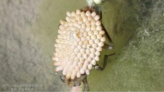 【最新研究】昆虫界のイクメン「コオイムシ」は"よその仔"も…理由はモテたい（長崎大学・広島修道大学・信州大学）|TBS NEWS DIG