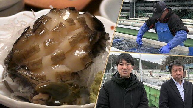 ヒスイの輝きで未来へ前進 発展続ける三陸の「完全陸上養殖アワビ」 3.11の甚大な被災を乗り越え挑戦を続ける親子 岩手・大船渡市【復興への羅針盤】|TBS NEWS DIG