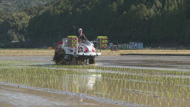 お盆の前に収穫する早場米の田植えが、早くも始まる 三重・紀宝町|TBS NEWS DIG