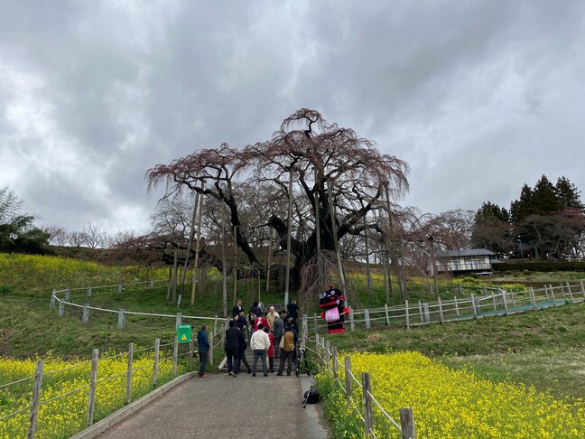 日本三大桜“三春滝桜”が開花　大雪の枝折れ乗り越え去年より6日早く　満開7日～9日ごろか　福島・三春町|TBS NEWS DIG