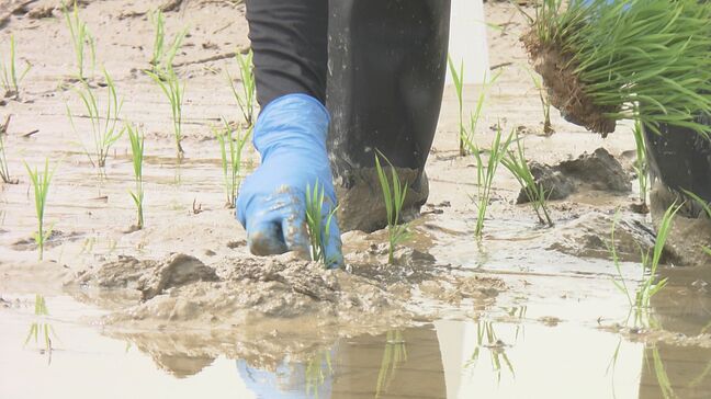 暑さ対策しながら120種類をすべて手作業で…オリジナル品種開発へ“大田植え” 県農業総合センター 福島|TBS NEWS DIG