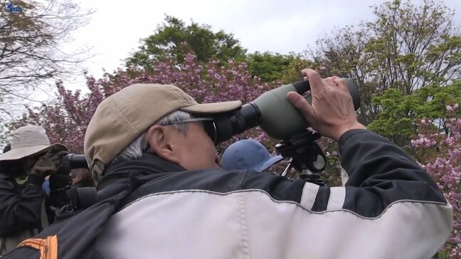 愛鳥週間に野鳥の観察会 盛岡市|TBS NEWS DIG