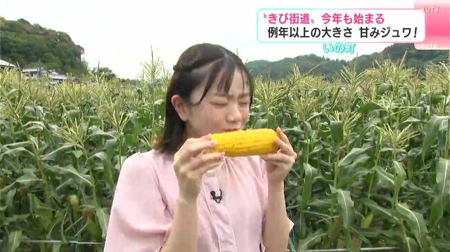 「ドライブがてら来て」“きび街道”今年も始まる　例年以上の大きさ・甘みジュワ！　高知・いの町|TBS NEWS DIG