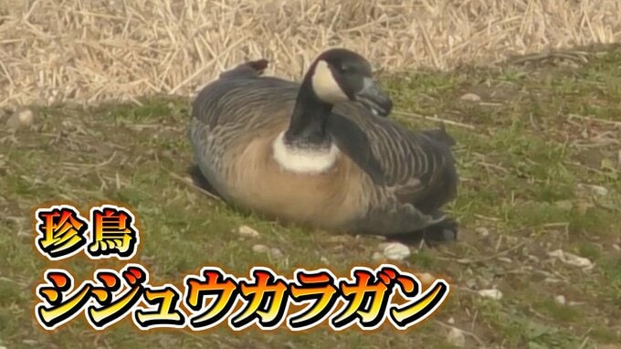 「超ラッキー！」“”珍鳥”見つけた　「私は白鳥」の主人公も大喜び　富山に飛来する絶滅危惧種　|　富山のニュース｜天気・防災｜チューリップテレビ