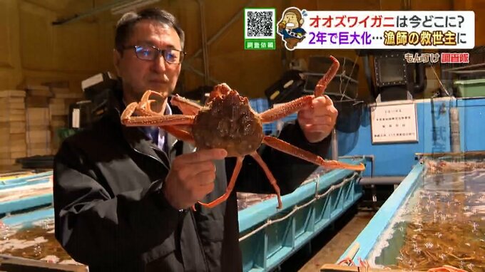 大発生から2年！オオズワイガニは今…姿を消した浜と巨大化し豊漁の浜、追跡で判明“冷たい海底谷”へ　専門家が解き明かした移動の謎と驚きの生態　|　北海道のニュース｜HBC北海道放送