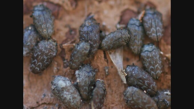 原因は“小さなタマムシ”の大量発生　ケヤキが枯れたように見える現象が相次ぐ　山梨・峡南地域　|　山梨のニュース | ＵＴＹテレビ山梨