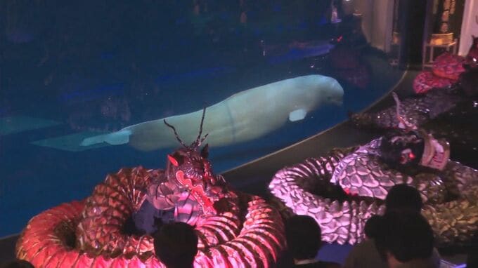 アクアスで石見神楽の特別公演　人気者シロイルカが競演するかのような光景も|TBS NEWS DIG